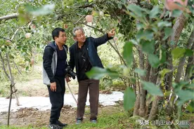 山西7旬老人给40年苹果树做“搭桥术”，1棵树能卖1万元图片