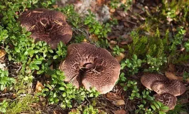 云南10种野生菌，你最喜欢吃哪几个？