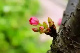 2月3日立春，风轻云淡日头暖，万物生长好春光图片