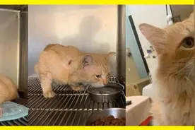 路边捡到一只受伤橘猫，半年后猫咪越来越仙，网友：基因突变吗图片