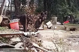 老人捡到一只流浪狗，邻居嫌它长得丑，懂狗的一看，走好运了图片