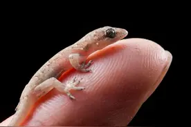 农村常见的壁虎，若是爬进家中，要不要把它赶出去？图片