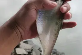 消失的鲥鱼再现？上海钓鱼人河道钓到“怪鱼”，钓鱼人：鲜的很图片