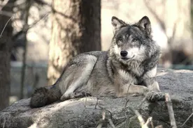 狼孩2：猎人趁母狼离开狼窝救出狼孩，却遭到母狼的疯狂追击图片