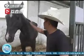 “汗血宝马”现身扬州网络司法拍卖图片