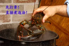 龙虾能感觉到痛吗？打晕了再煮就不疼了？图片