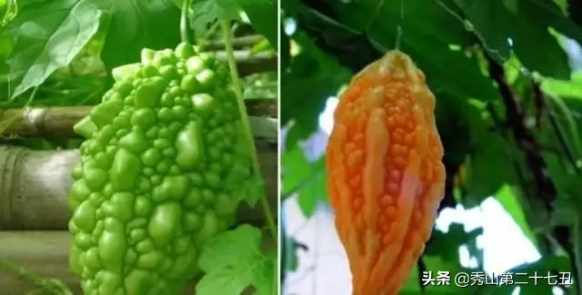 它不是苦瓜！这种“水果”，吃起来很甜，营养丰富含17种氨基酸