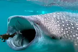 在鲸鱼腹中是一种什么感觉？一个手无寸铁的人，还有机会逃生吗？图片