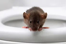 英国将有大批老鼠钻马桶管道入侵民宅！网友：真世界末日啊图片