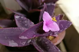 家里养盆紫竹梅，管理简单又漂亮，大有好处图片