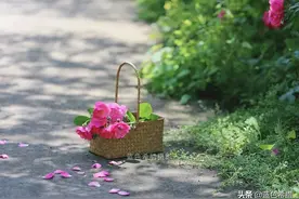 5月初夏，佳能百微镜头里的蔷薇花，夏日芬芳你闻到了吗？图片