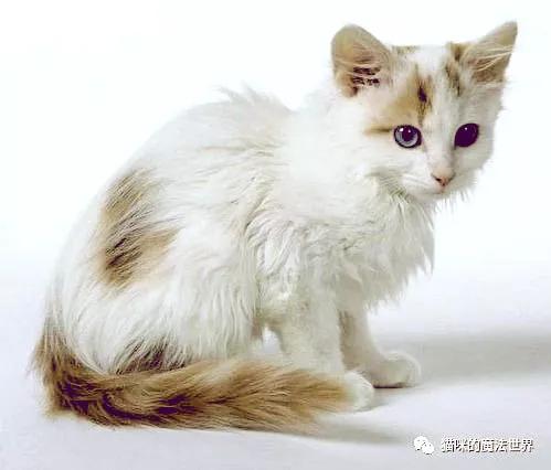 土耳其安卡拉猫 土耳其安哥拉猫和狮子猫的区别(图14) 土耳其安卡拉猫 土耳其安哥拉猫和狮子猫的区别(图14)