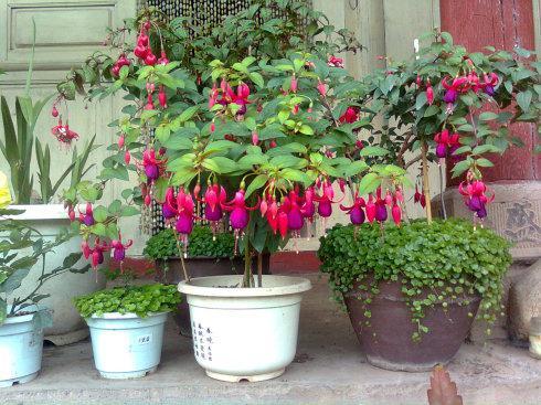 灯笼花怎么养 俄罗斯毛灯笼花怎么养(图1)