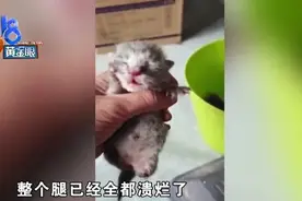 母猫难产而死，小猫两死一伤，诊所不能做腹腔手术？图片
