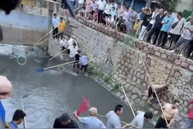 臭水沟里也有鱼？东莞一排水沟边上演捞鱼狂欢，网友：送我也不吃图片