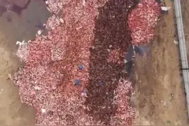 狐狸被活剥做大衣，航拍尸体堆积如山，人类为一己私欲有多放肆？图片