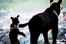 满满的母爱！母棕熊带2幼崽，一起夺猎物斗公熊，差点连命都没了图片