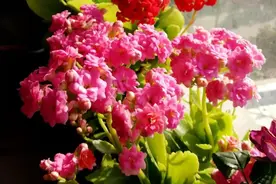 客厅最旺宅的6种花，一种比一种好养，一棵比一棵好看图片