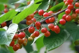 私藏的“常州樱桃采摘地图”，一般人我不告诉他！图片