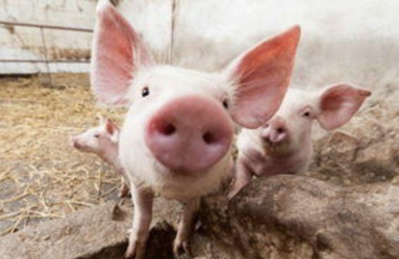 索队聊补剂：BCAA真的是鸡肋吗？去伪求真一篇说透