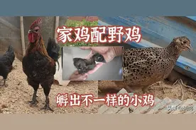 家鸡与野鸡的后代长大后太漂亮了图片