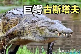 非洲雄狮坏男孩联盟在水上能否猎杀巨型尼罗鳄古斯塔夫？图片