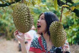真正的榴莲自由！四川妹子疫情间逛泰国榴莲园，现摘现吃停不了嘴图片
