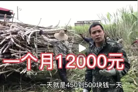 砍甘蔗200块一天，扛甘蔗一个月15000，唯独种甘蔗不赚钱图片