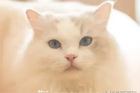 一撸解千愁！这家萌fufu猫咖，治愈无数の珠海人图片
