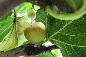 无花果熟啦图片