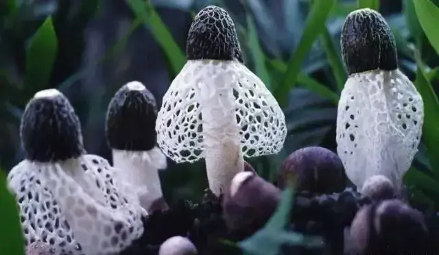 云南10种野生菌，你最喜欢吃哪几个？