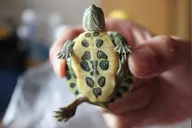 每年新增5000万只巴西龟，警惕，或许是个潜伏的“定时炸弹”图片