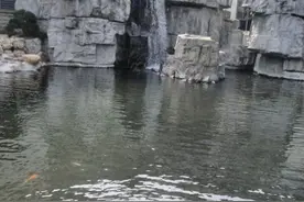 免塘租的石窝塘，他投资8万元养殖大半年、血本无归到底什么原因图片