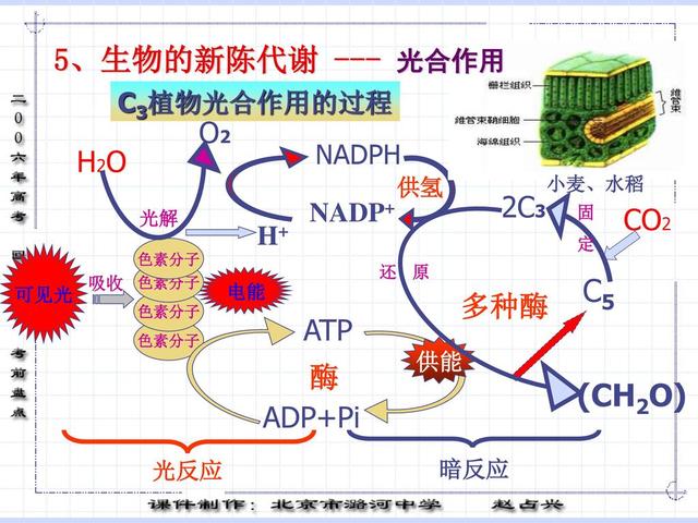全球首次！中国将解决粮食问题？合成蛋白质成功，实现万吨级产能