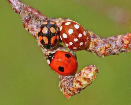 但有些瓢虫身体密布细毛却是肉食性,譬如小毛瓢虫亚科的种类,如黑方突