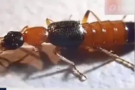 警惕！户外活动遇上这虫，要小心图片