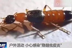 警惕！户外活动遇上这虫，要小心图片