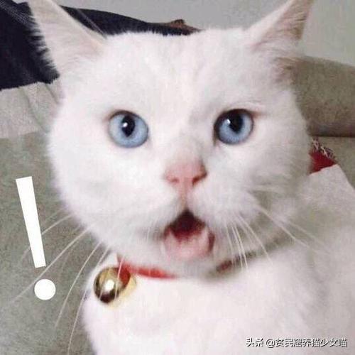 猫不理我怎么办