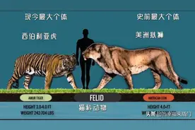 古今各动物科最大最全生物对比图片