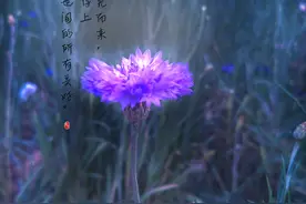 逆光而来，配得上这世间的所有美好图片