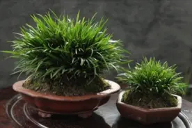 4种普通的小植物，挖回来做成“小盆景”，摆在桌面上清新自然图片