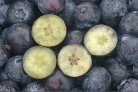 小浆果蓝莓栽培关键技术图片