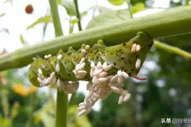 神奇的寄生关系：这些“爆米糖”是如何拯救你菜园里的番茄？图片