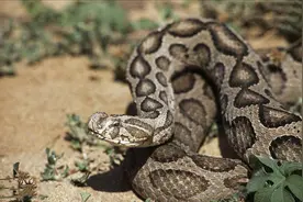 被世界上最“缺德”的蛇咬伤，老婆“改嫁”事小，后遗症才最可怕图片