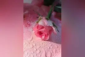 教师节送花，除了康乃馨，还可以送什么花？图片