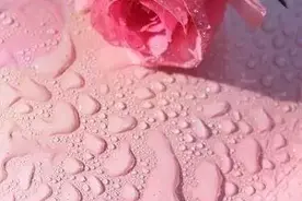 教师节送花，除了康乃馨，还可以送什么花？图片