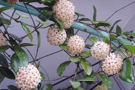 球兰掌握3个“要点”，枝条爬满墙，一次开花上百朵，四季花不断图片
