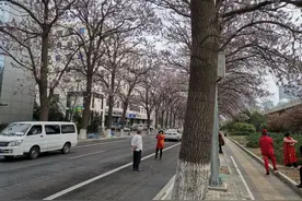 美吗？亦庄这条路泡桐花开，赏花拍照的把交警招来了图片