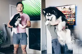 45组狗狗成长对比图：温馨有爱，但又很好笑图片