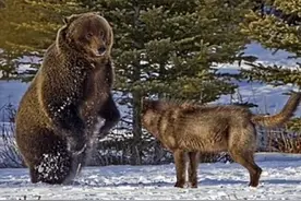 300公斤棕熊能挡住9只灰狼进攻吗？实战证明，小型狼群也白搭图片